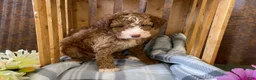 Labradoodle dogs for sale: Lily - Ad 3