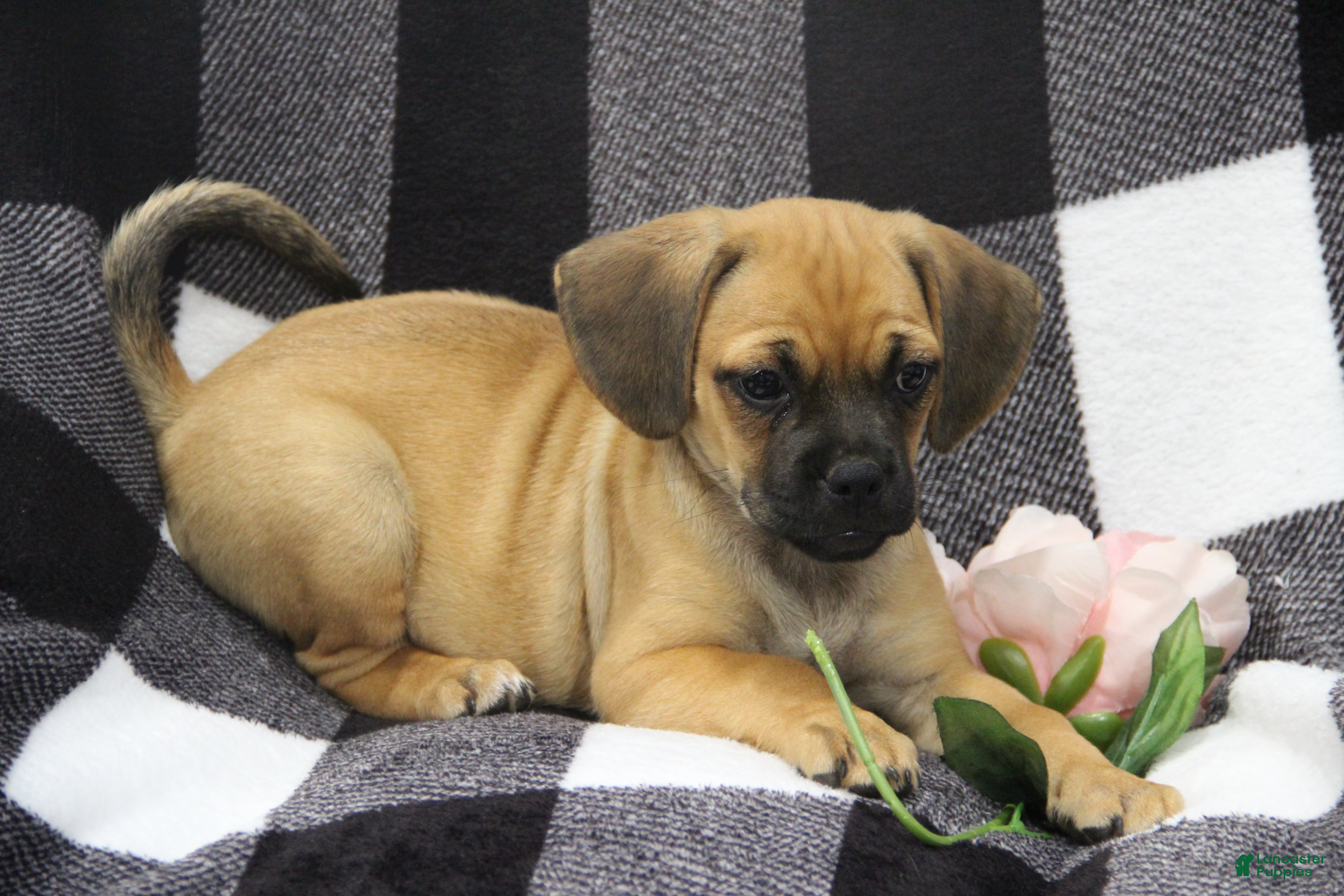 Puggle dogs Freedom - Ad 2