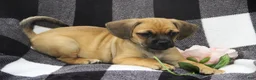 Puggle dogs for sale: Freedom - Ad 2