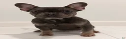 French Bulldog dogs for sale: Munchkin  - Ad 4