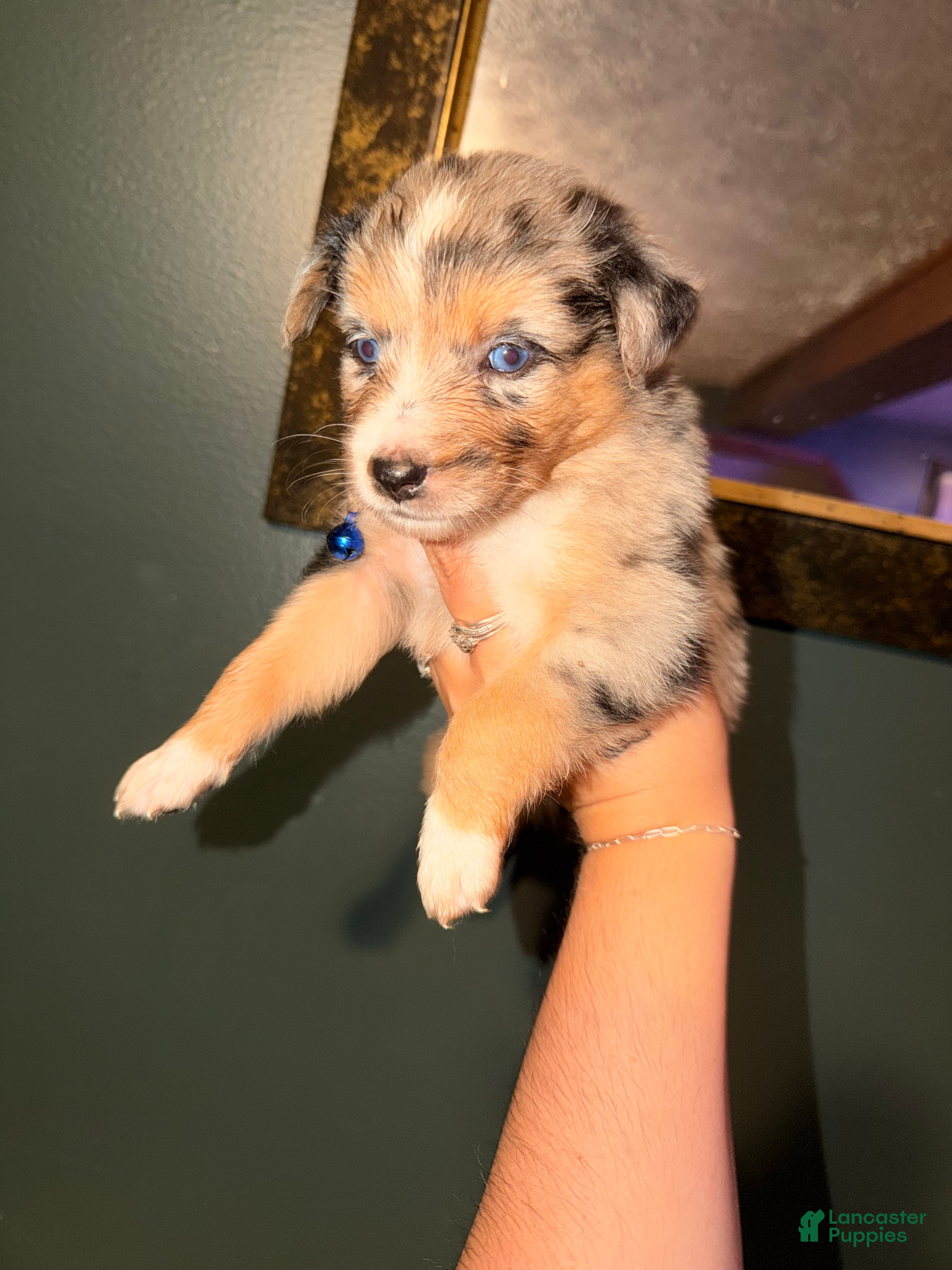 Australian Shepherd dogs for sale: Dark Blue  - Ad 1