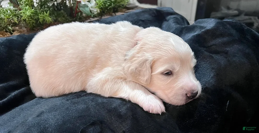 Great Pyrenees dogs for sale: Rowan - Ad 3