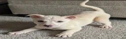 Pitsky dogs for sale: Stella - Ad 8