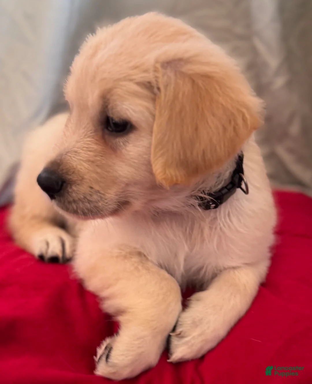 Mixed Breed dogs for sale: Black Collar - Ad 1