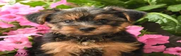 Yorkshire Terrier dogs for sale: Yoyo - Ad 3