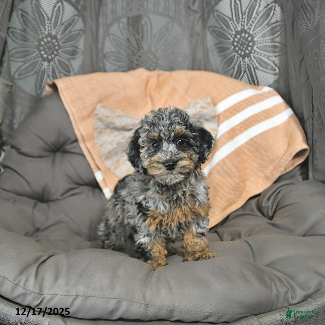 Miniature Poodle dogs for sale: Annie - Ad 3