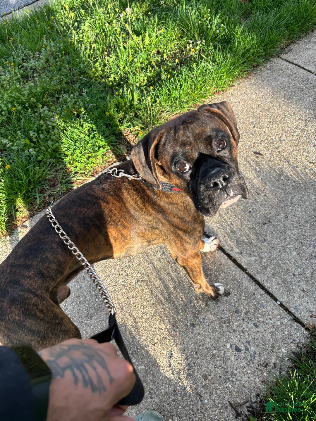 Mixed Breed dogs for sale: Echo - Ad 2