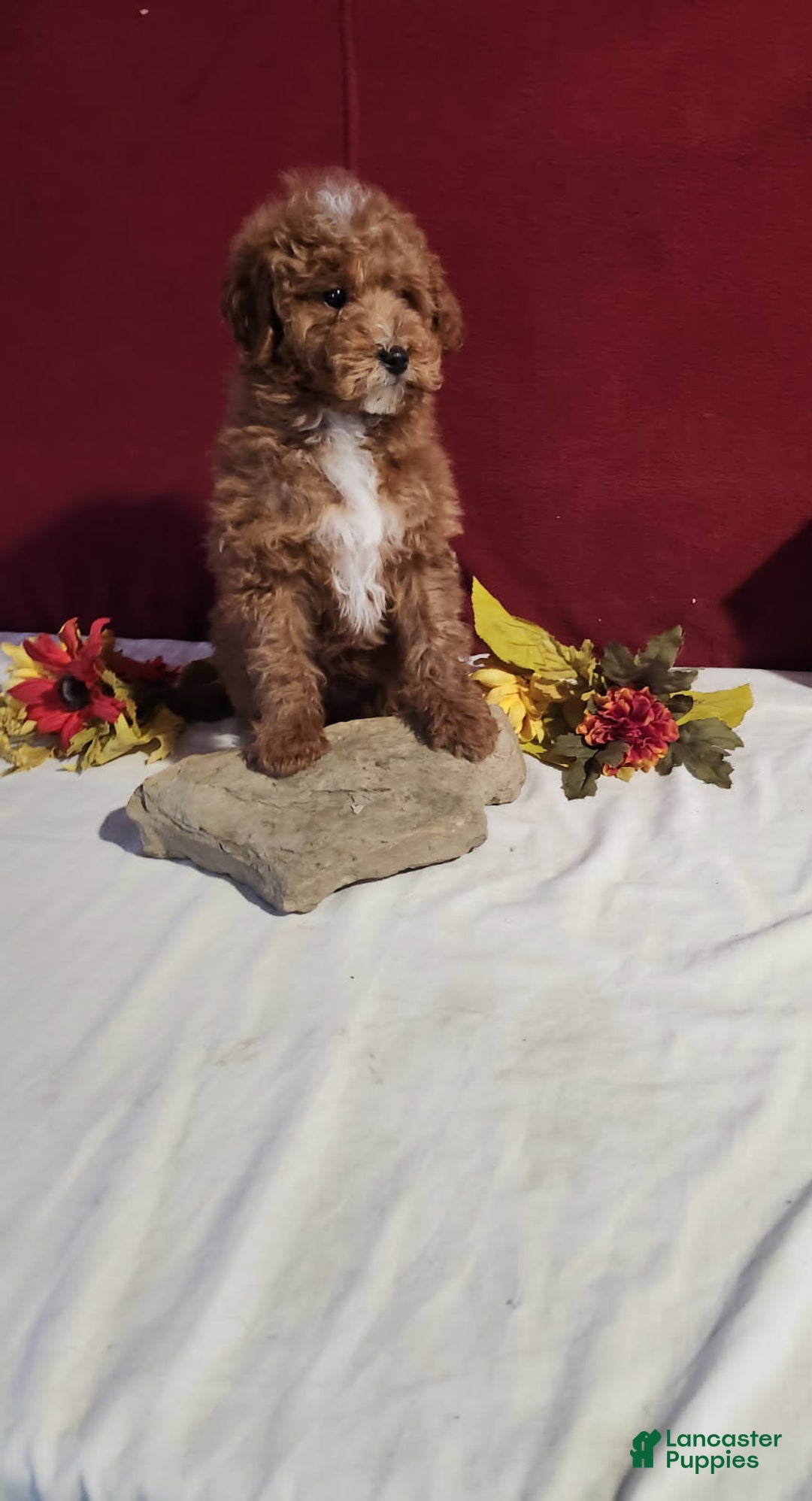 Mini Goldendoodle dogs for sale: Derrick - Ad 6