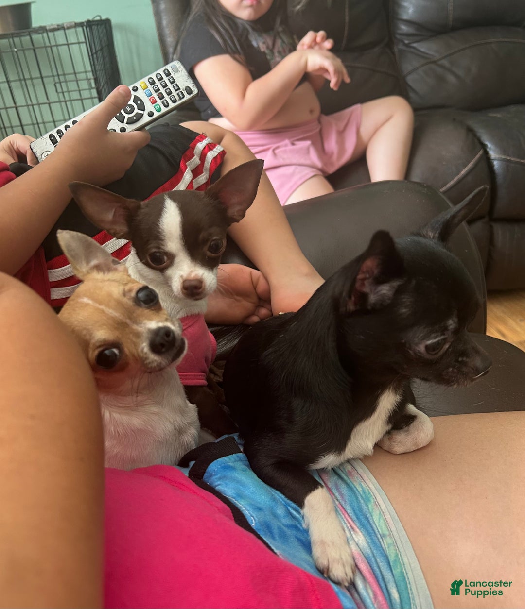 Gallery Image {{count}}