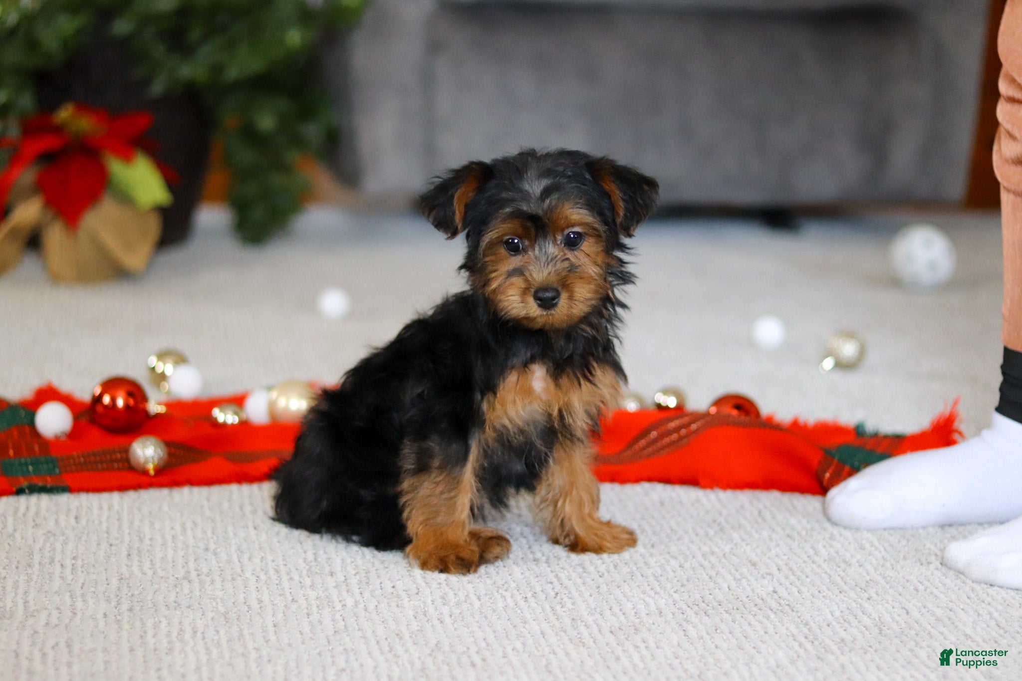 Yorkiepoo dogs Jullie - Ad 9