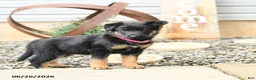 German Shepherd dogs for sale: Luna  - Ad 3