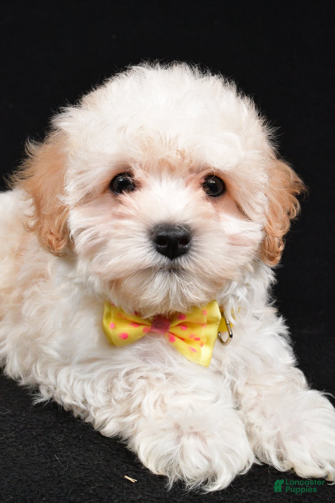 Maltipoo dogs for sale: Tucker - Ad 3
