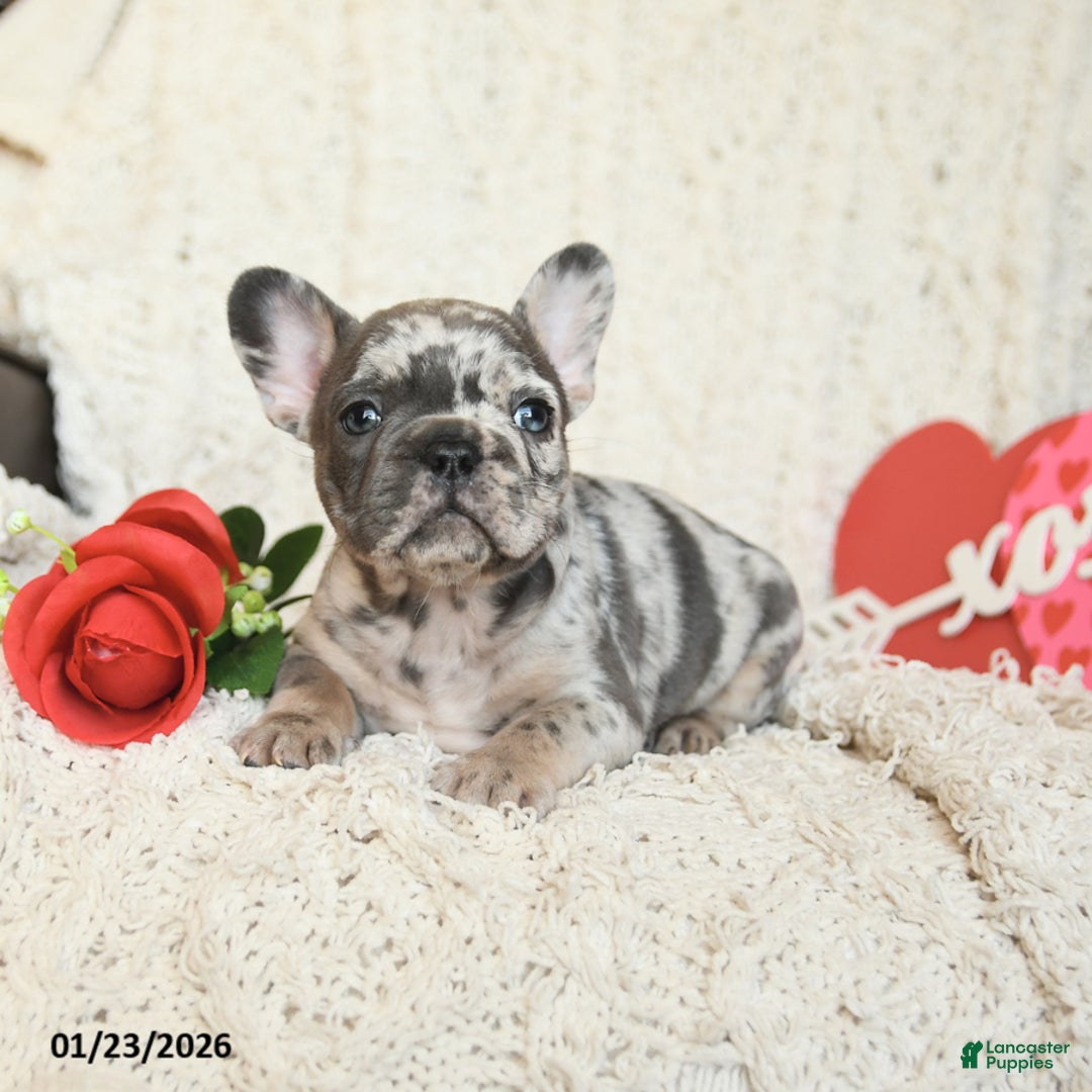 French Bulldog dogs for sale: Boston - Ad 2