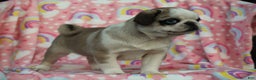 Pug dogs for sale: Sharon - Ad 4