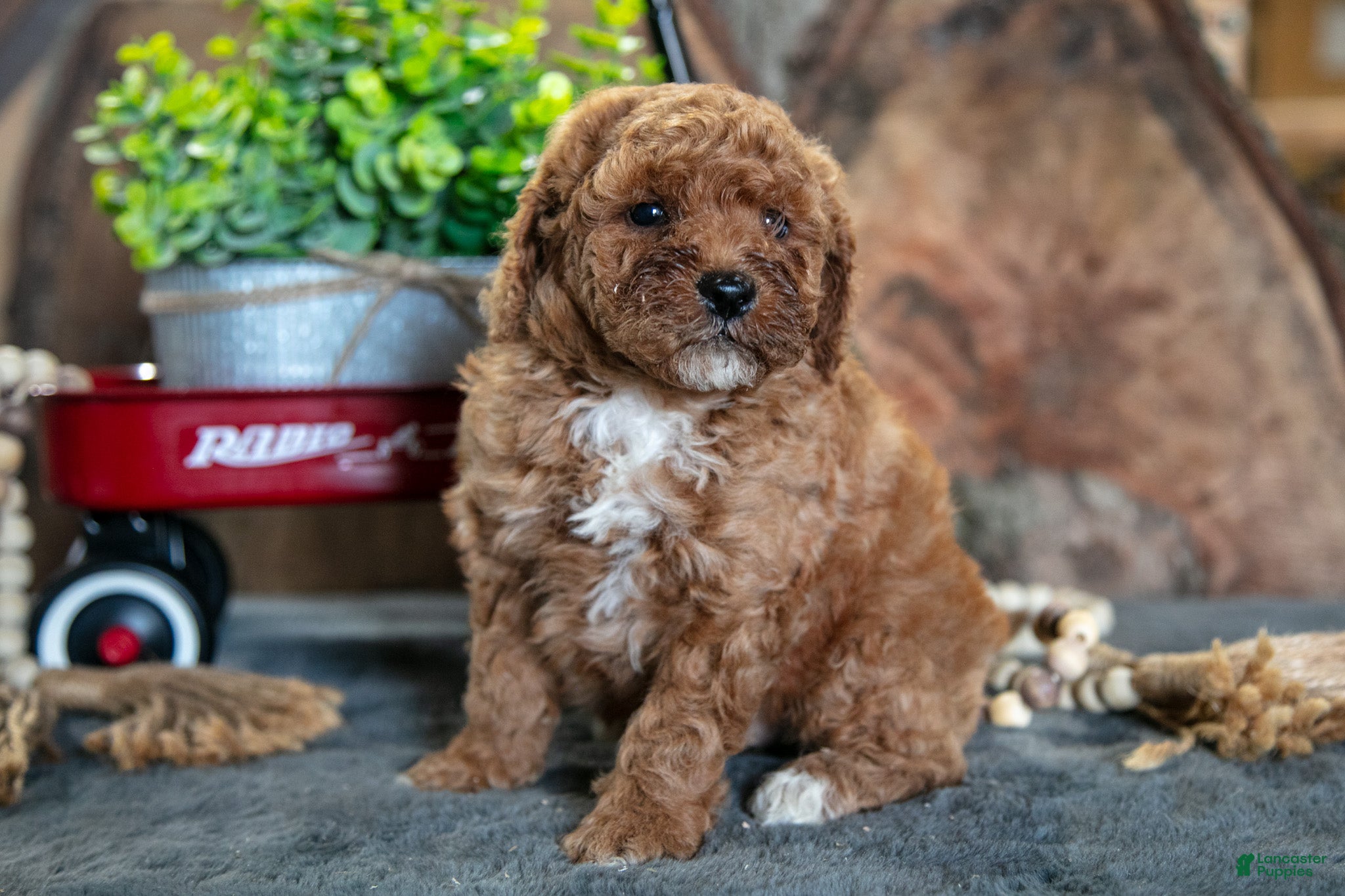 Miniature Poodle dogs Aiden - Ad 2