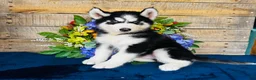 Siberian Husky dogs for sale: Hershey  - Ad 4