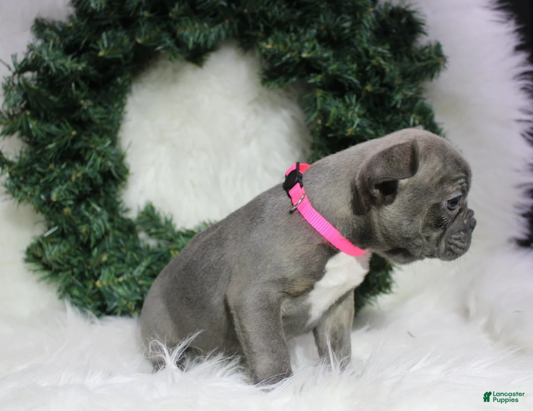 Mixed Breed dogs for sale: Sage - Ad 4