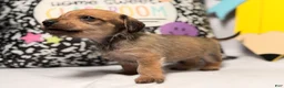 Mixed Breed dogs for sale: Happy  - Ad 3