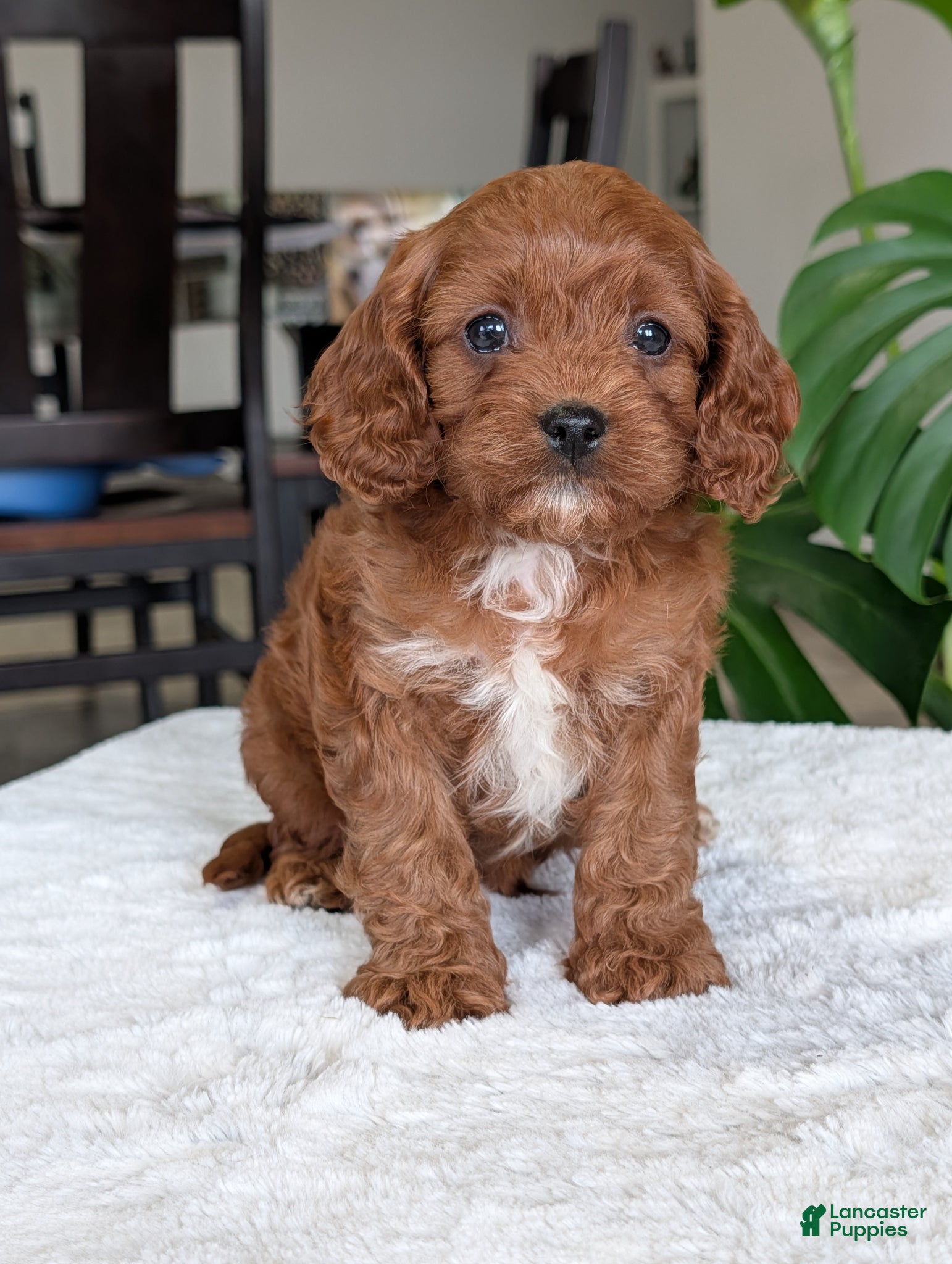 Cavapoo dogs Kody - Ad 22