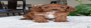 Kody