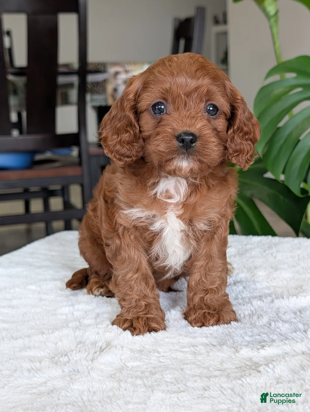 Cavapoo dogs for sale: Kody - Ad 1