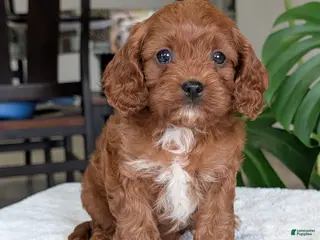 Cavapoo dogs Kody - Ad 22