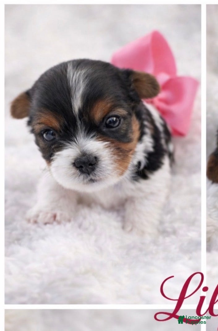 Biewer Terrier dogs Lily - Ad 1