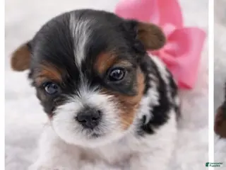 Biewer Terrier dogs for sale: Lily - Ad 3