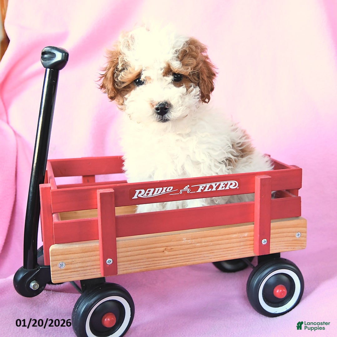 Toy Poodle dogs for sale: Rain - Ad 3