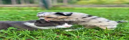 Chihuahua dogs for sale: Chia Seed  - Ad 3