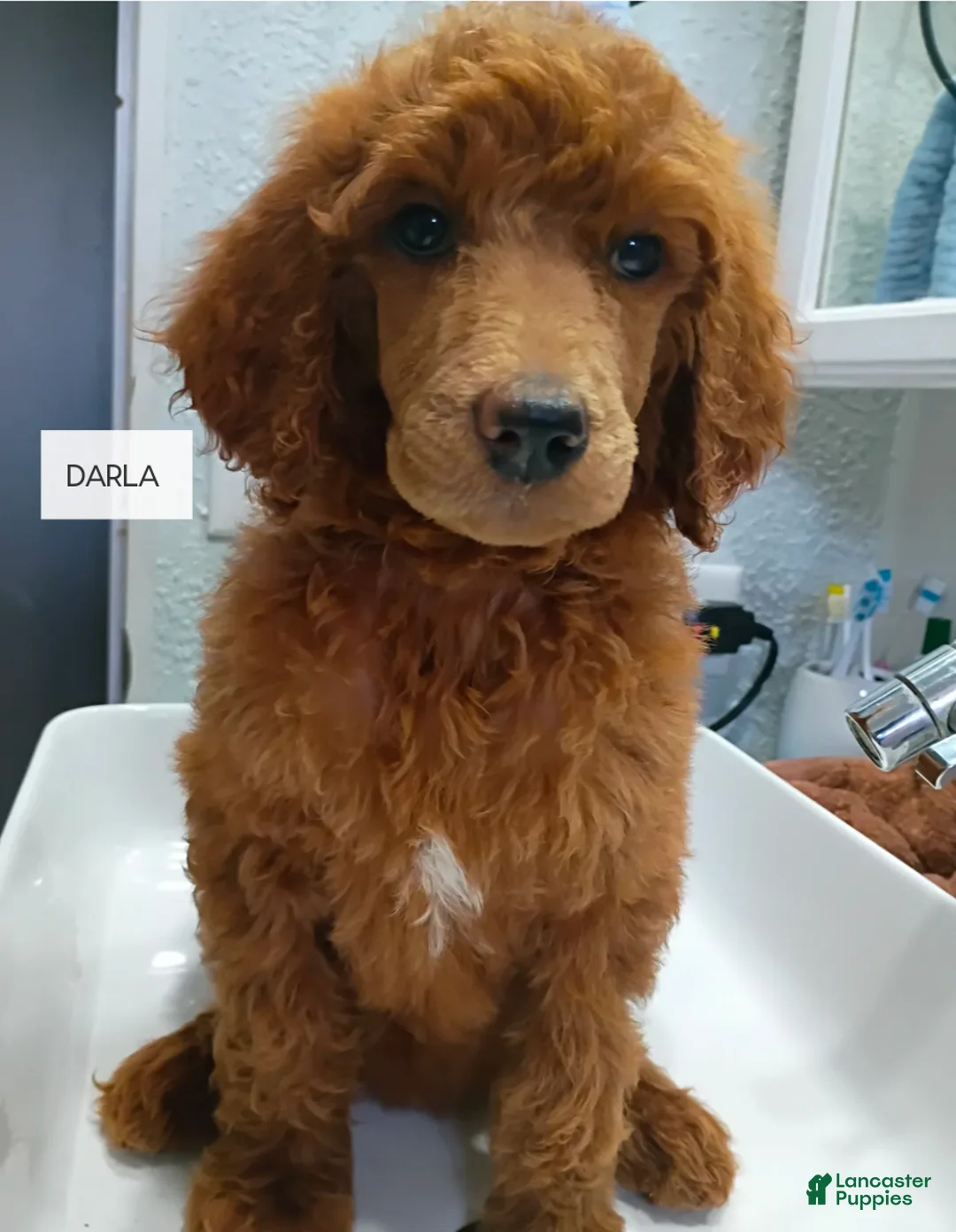 Standard Poodle dogs for sale: Darla - Ad 1