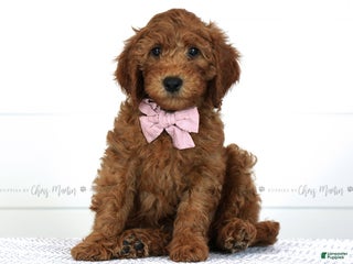 Mini Goldendoodle dogs - Ad 8