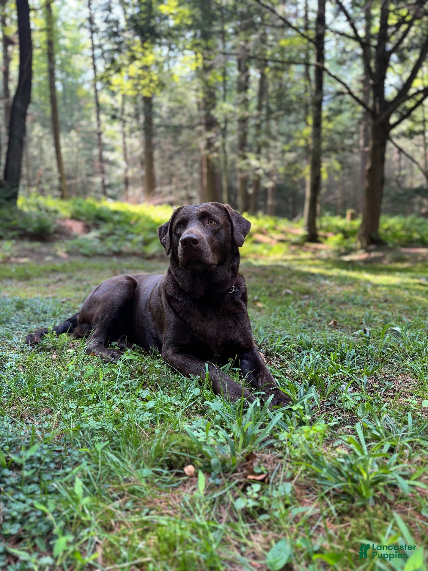 Labrador Retriever dogs Willow - Ad 2