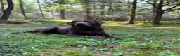 Labrador Retriever dogs for sale: Cedar  - Ad 3