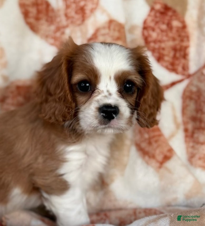 Cavalier King Charles Spaniel dogs Cuddles Cavalier King Charles Spaniel  - Ad 1