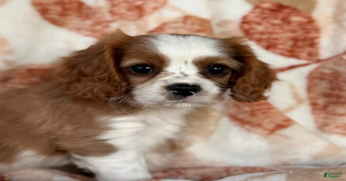 Cavalier King Charles Spaniel Puppies for sale in Grand Rapids ...