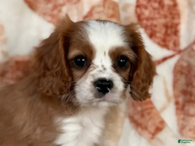 Cavalier King Charles Spaniel dogs Cuddles Cavalier King Charles Spaniel - Ad 1