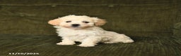 Maltipoo dogs for sale: Landon - Ad 2