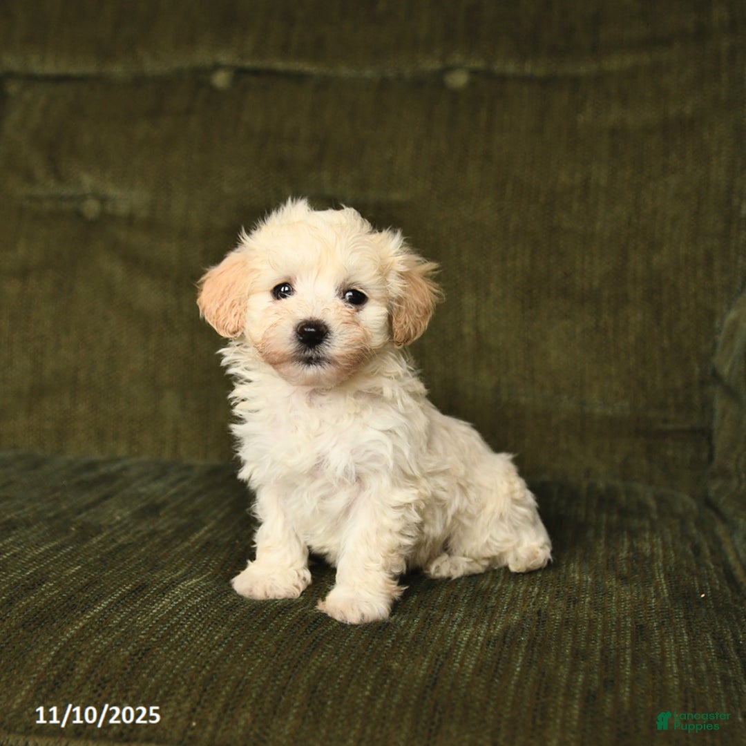 Maltipoo dogs for sale: Landon - Ad 2