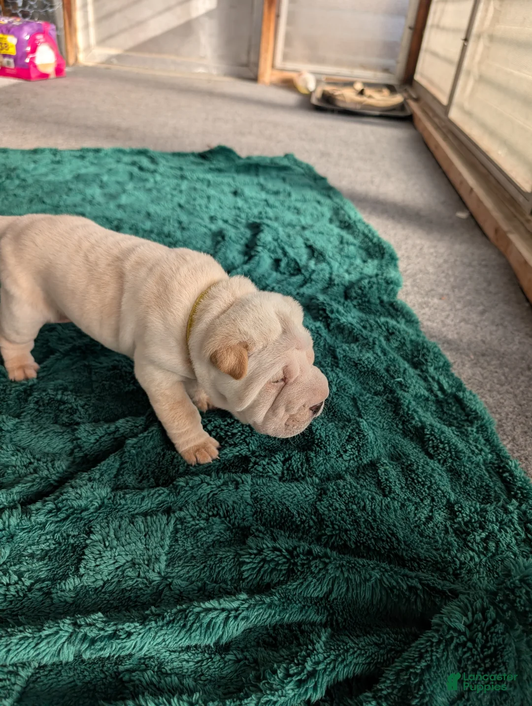 Mixed Breed dogs for sale: Puppy 5 - Ad 2