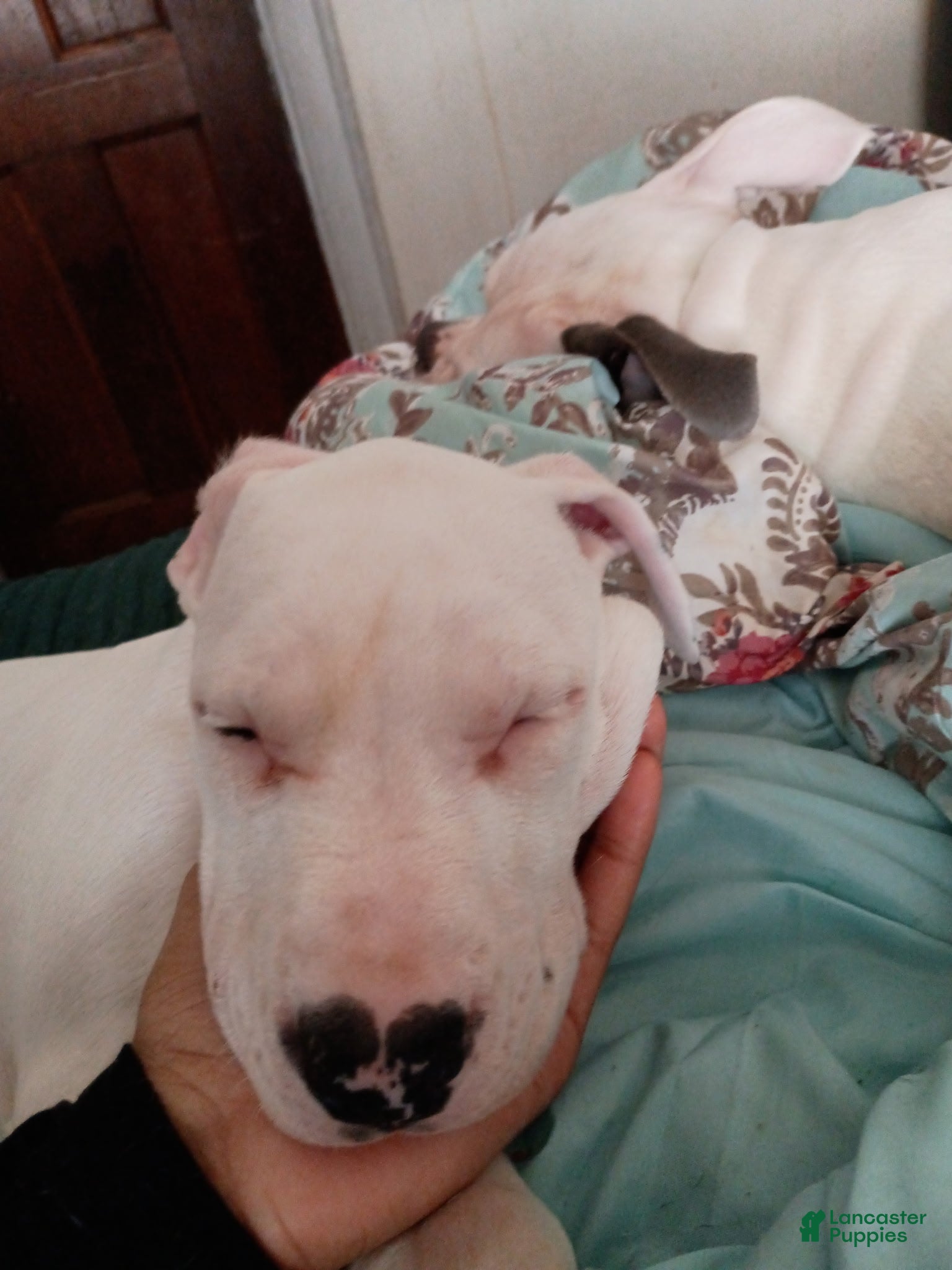 Mixed Breed dogs for sale: Puppies  - Ad 4