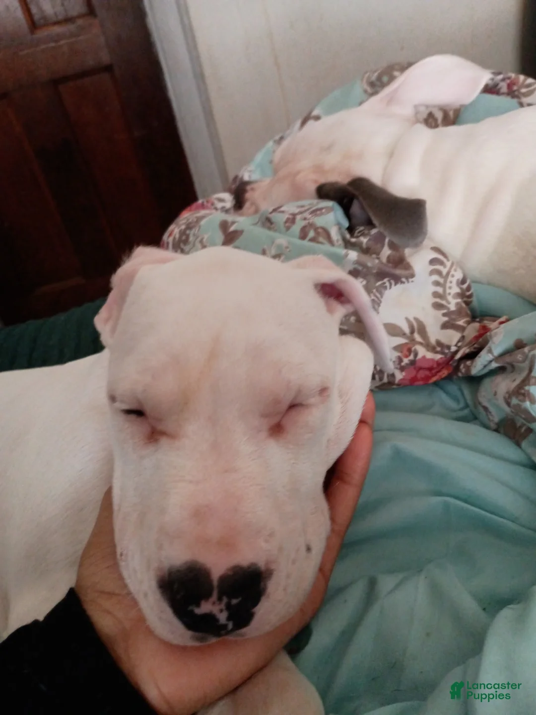 Mixed Breed dogs for sale: Puppies  - Ad 1