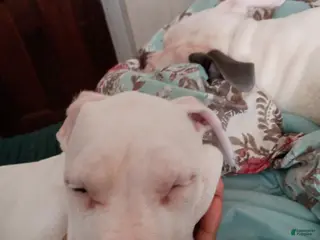 Mixed Breed dogs for sale: Puppies - Ad 4