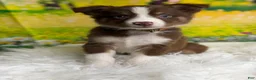 Australian Shepherd dogs for sale: Australian Shepherd Peter - Ad 3