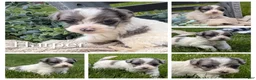 Havapoo dogs for sale: Harper - Ad 4