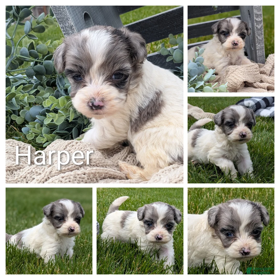 Havapoo dogs for sale: Harper - Ad 4