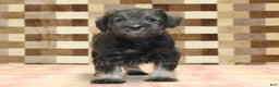 Miniature Schnauzer dogs for sale: Willow - Ad 9