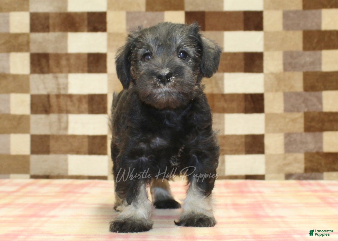 Miniature Schnauzer dogs for sale: Willow - Ad 9