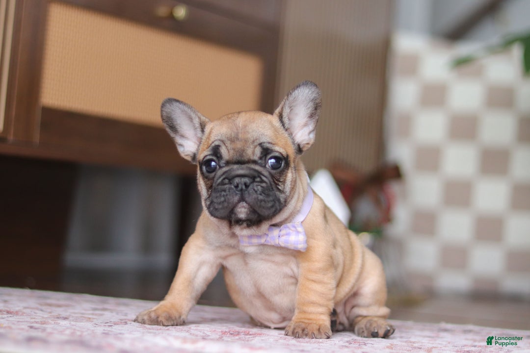 French Bulldog dogs for sale: Sadie - Ad 5