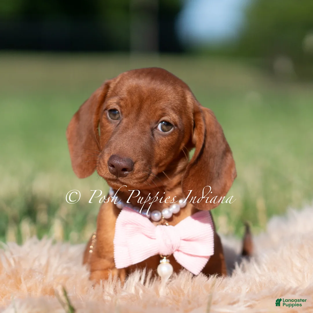 Miniature Dachshund dogs for sale: Capri AKC - Ad 1